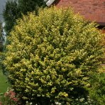 Vtáčí zob vajcolistý (Ligustrum Ovalifolium) ´AUREUM´ - výška 30-50 cm, kont. C2L